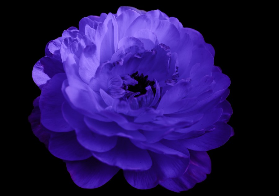 A small flower